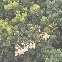 Calophyllum trapezifolium Thwaites